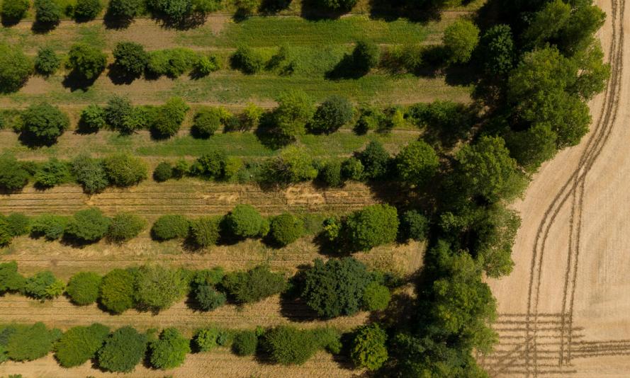 Aerial views of Wakelyns Farm, Suffolk, regen ag