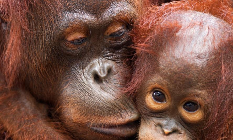 Bornean Orangutan female 'Lady Di' with her son 'La Betty' aged 3 years (Pongo pygmaeus wurmbii). Camp Rasak, Lamandau Nature Reserve, Central Kalimantan, Borneo, Indonesia.