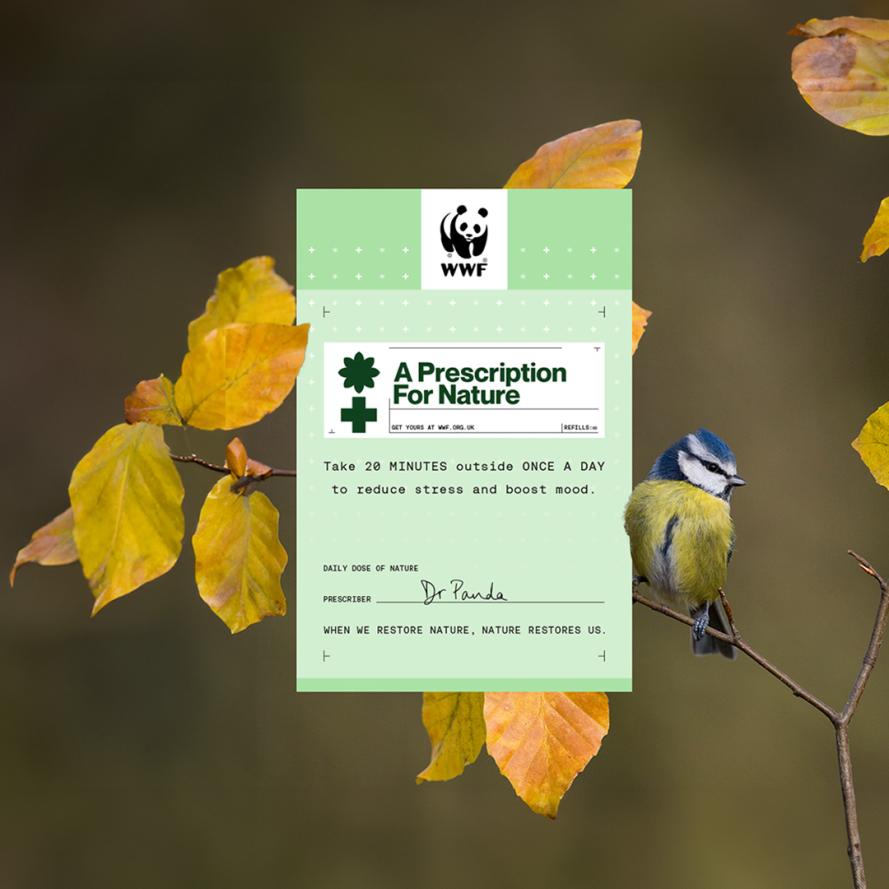 blue tit_pfn blue tit_pfn