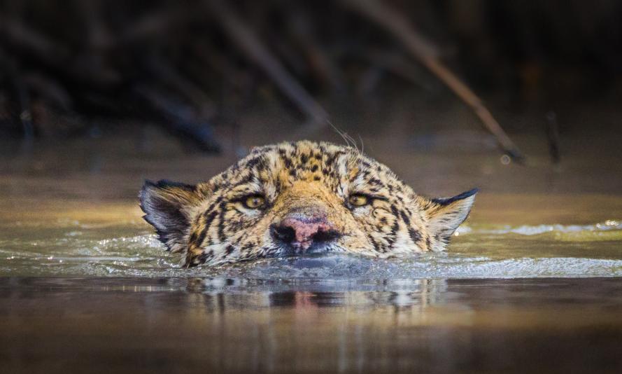 A jaguar emerges from a river in Latin America