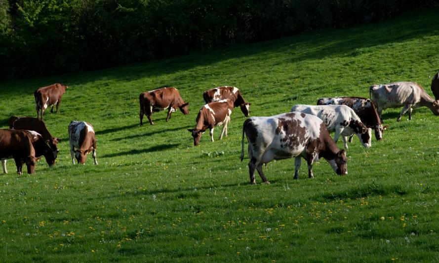 Strickley Farm in Kendal, South Cumbria, England practices regenerative dairy farming, where the cattle are fed on a pasture-based diet, soil health is promoted and habitats on the farms are enhanced and protected