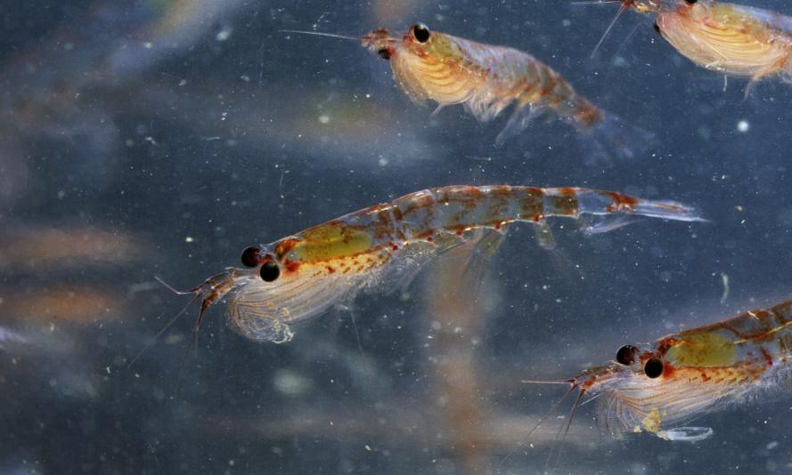 Krill play an important role in the fight against climate change