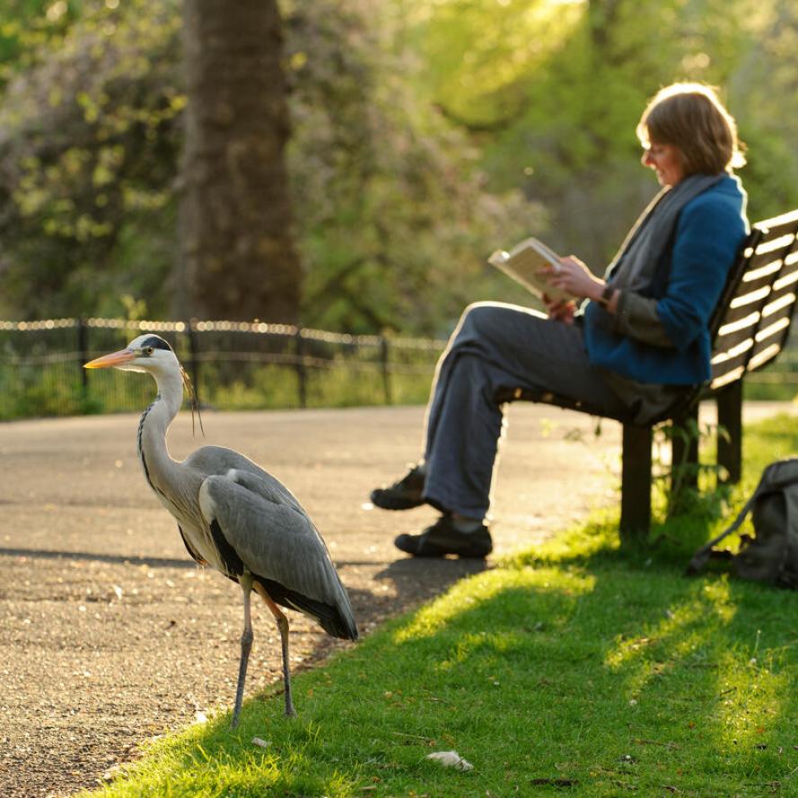 Grey heron beside women reading book on bench in Regent's park London, England Grey heron beside women reading book on bench in Regent's park London, England