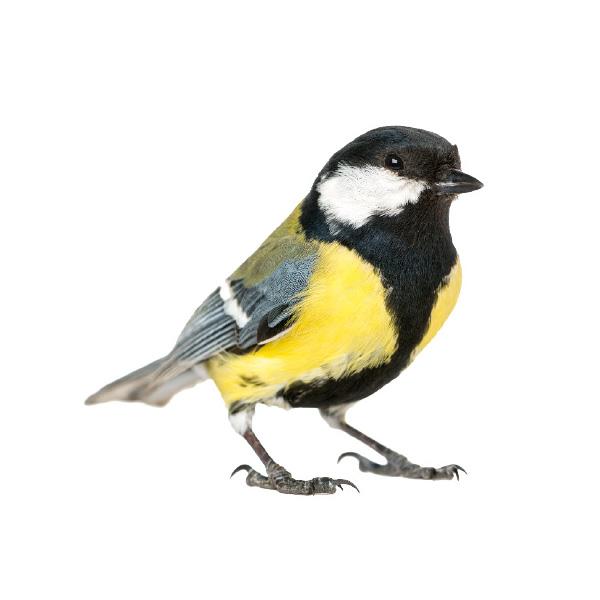 great-tit-getty.jpg