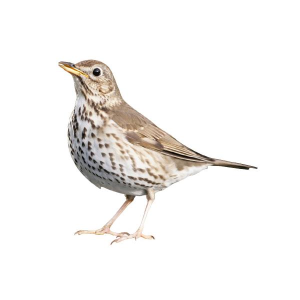 song-thrush-getty.jpg