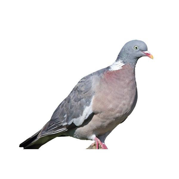 woodpigeon-getty.jpg