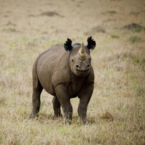 A recently notched black rhino