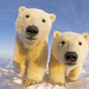 Top 10 facts about polar bears