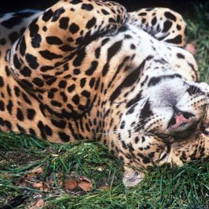 Jaguar asleep 