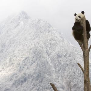 Giant panda, China © naturepl.com / Juan Carlos Munoz / WWF