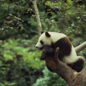 Asia's neglected bears buckle as giant pandas hog conservation