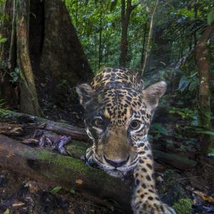 A jaguar (Panthera onca), photographed deep inside the Nouragues Natural Reserve, French Guiana