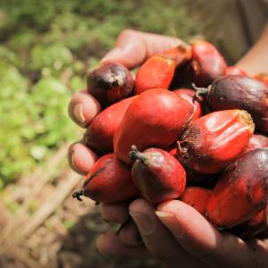 Mature palm fruit