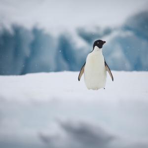 Portrait of Adelie penguin, Antarctic Peninsula, January 2018