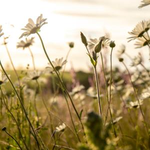 Wildflower meadow