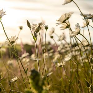 Wildflower meadow