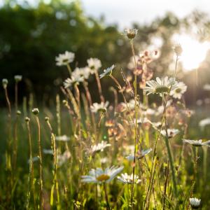 Wildflower meadow