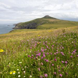 Pembrokeshire coast, Wales. Image of coastline and wildflowers towards Penberry.