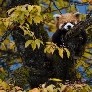 Red panda or Lesser panda (Ailurus fulgens) sitting ina tree with yellow leaves in the humid montane mixed forest, Laba He National Nature Reserve, Sichuan, China