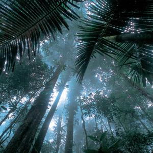 Tropical Rainforests: What Is Their Role In Climate Change? (1/3)