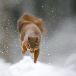 Red squirrel (Sciurus vulgaris) jumping with food