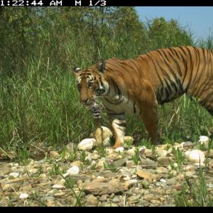Camera trap photograph of tiger (Panthera tigris) in Nepal