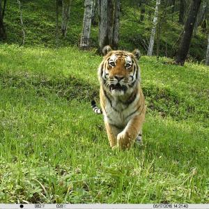 Amur tiger (Panthera tigris altaica) captured on camera traps in Suiyang, Heilongjiang Province, China.