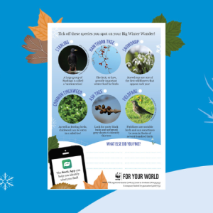 BWW General Spotter sheet 1 - starling, hawthorn tree, snowdrop, common chickweed, ash tree & fieldfare