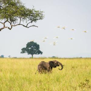 An elephant and birds seen at Mikumi national park, Tanzania.