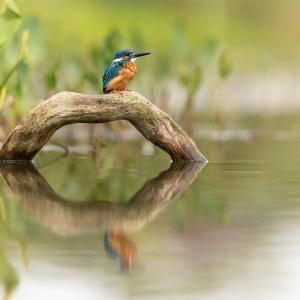 A common kingfisher