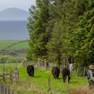 Farmer Heather close South Ayrshire Scotland