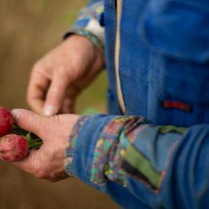 Riverford Farm, Devon inspecting the radishes 