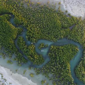 The coastal zone of the southern region of Toliara, Mangroves
