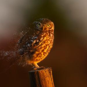 Owl standing on a tree stump with a dust effect to symbolise their disappearance