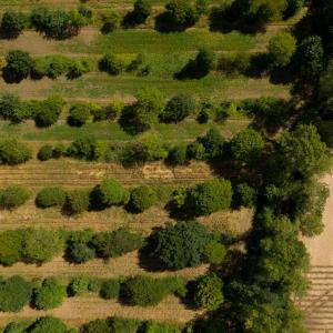 Aerial views of Wakelyns Farm, Suffolk, regen ag