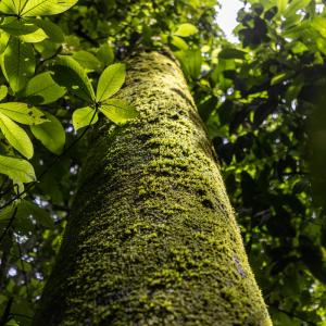 Looking up tree trunk towards Amazon canopy, near Cerro Azul.