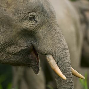 Close up of Bornean elephant (Elephaa maximus borneensis)