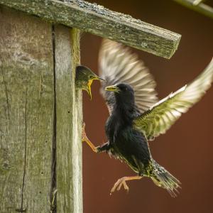 Common starling by a bird house, feeding its chick.