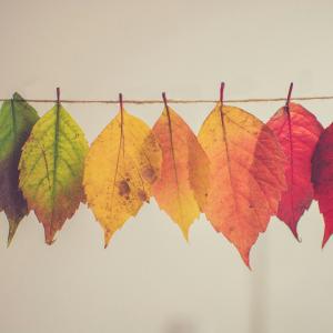 Drying autumnal leaves on a line