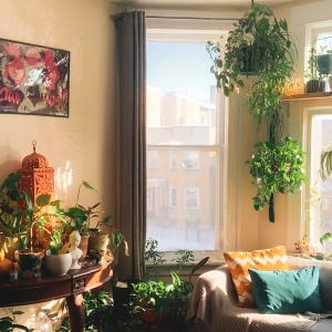 Sitting room with house plant on table and hanging in front of window