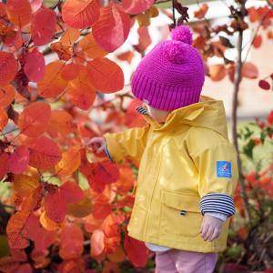 Young girl inspects Autumn leaves, UK.