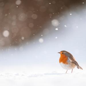 Portrait of an adult robin (Erithacus rubecula) foraging among wind blown snow, Derbyshire, UK