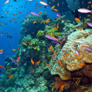 Fish and coral in the Great Barrier Reef, Australia.