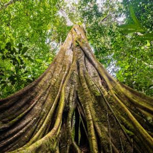 Ground up to canopy view of tree in forested area of Senor Zapata's farm, municipality of Calamar, Guaviare Department, Colombia.