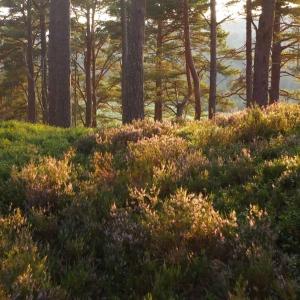 Drone shot of pine forest