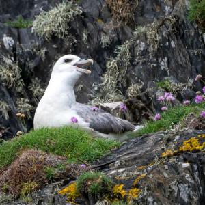 A fulmar (Fulmarus glacialis) perches atop a rocky cliff near Câr-Y-Môr seaweed farm in Pembrokeshire, Wales.