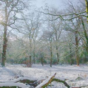 Winter forest scene