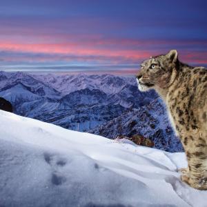 A wild snow leopard triggers a camera trap high up in the mountains of Ladakh in the Indian Himalayas. A stunning profile of the snow leopard in the foreground with mountains and orange sky in the background. The original image has been flipped horizontally.