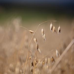 Wheat growing at Whitriggs Farm, The Scottish Borders