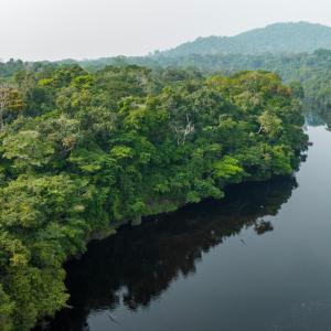 Aerial view. A river in a tropical rainforest.